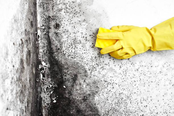 Best Crawl Space Mold Removal  in Pompton Plains, NJ