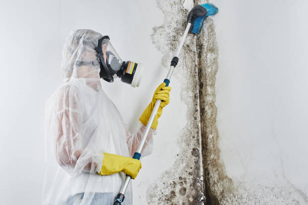 Office Mold Removal Services in Pompton Plains, NJ