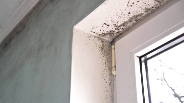 Crawl Space Mold Removal in Pompton Plains, NJ