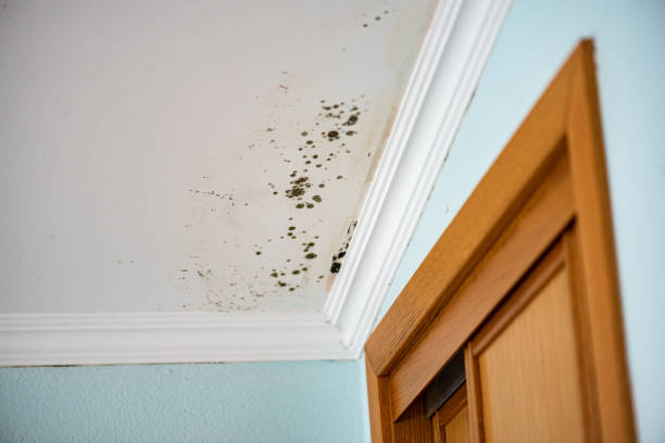 Best Fast Mold Removal  in Pompton Plains, NJ