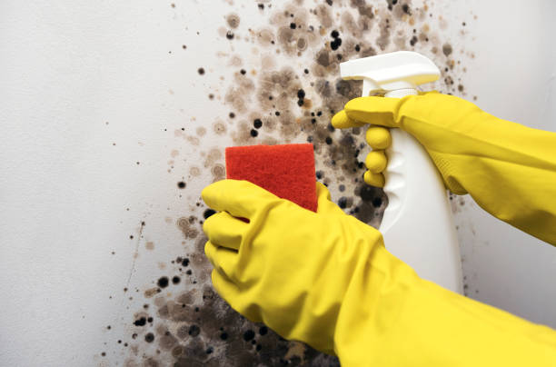 Best Mold Removal Process  in Pompton Plains, NJ