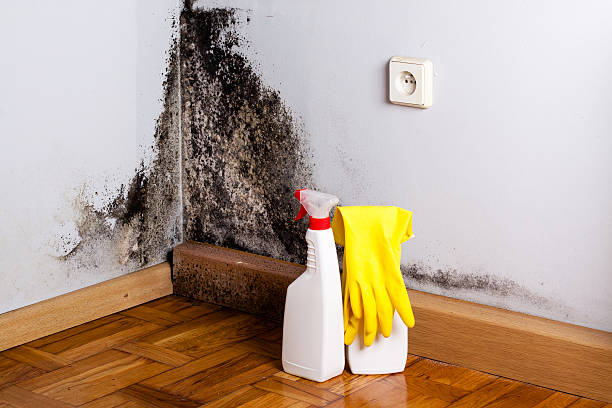 Best Black Mold Removal  in Pompton Plains, NJ