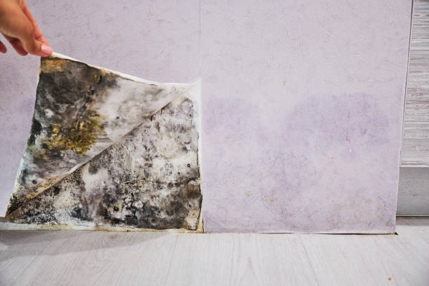 Best Best Mold Removal Companies  in Pompton Plains, NJ